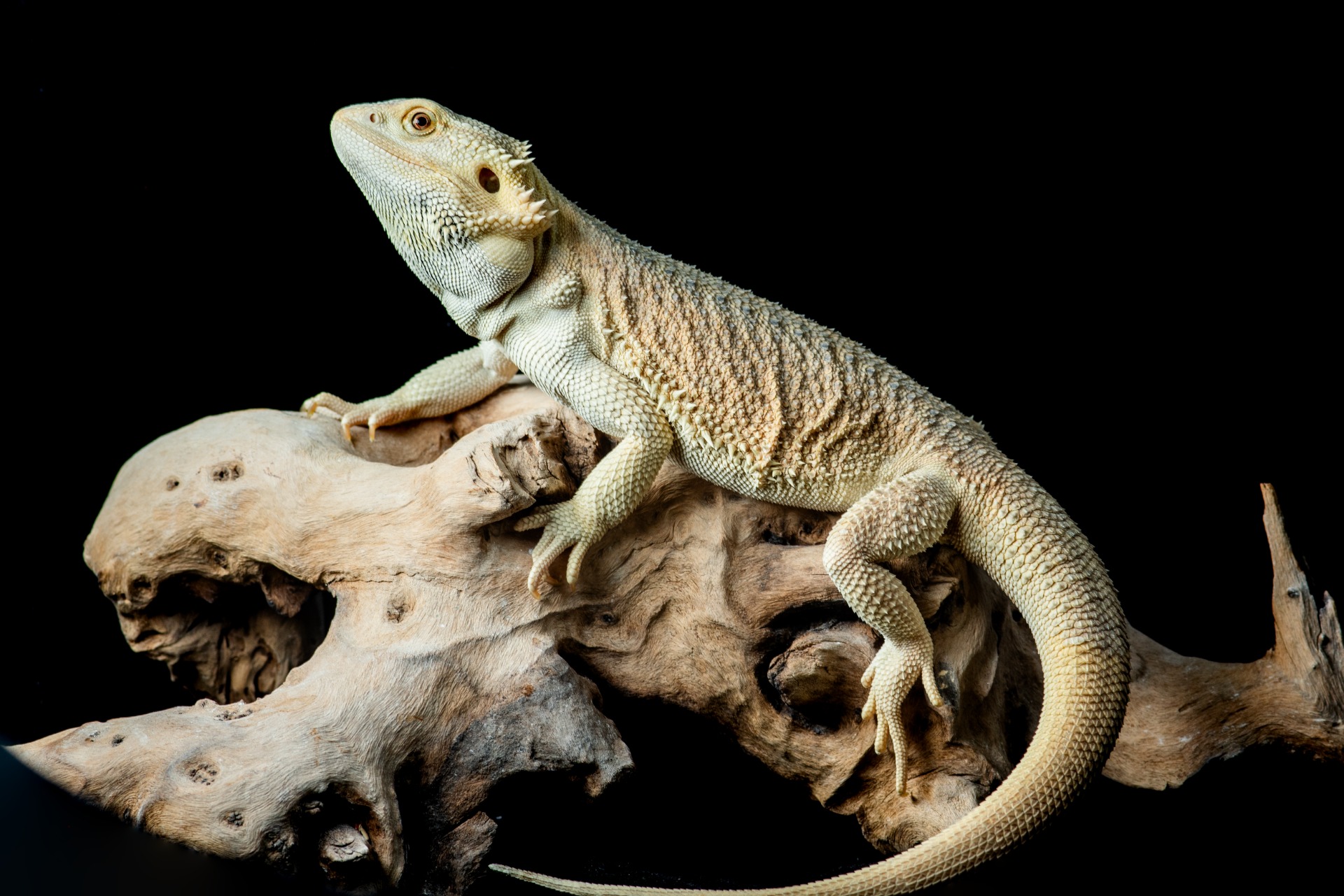 Hypo Witblits Het Zero Het Trans