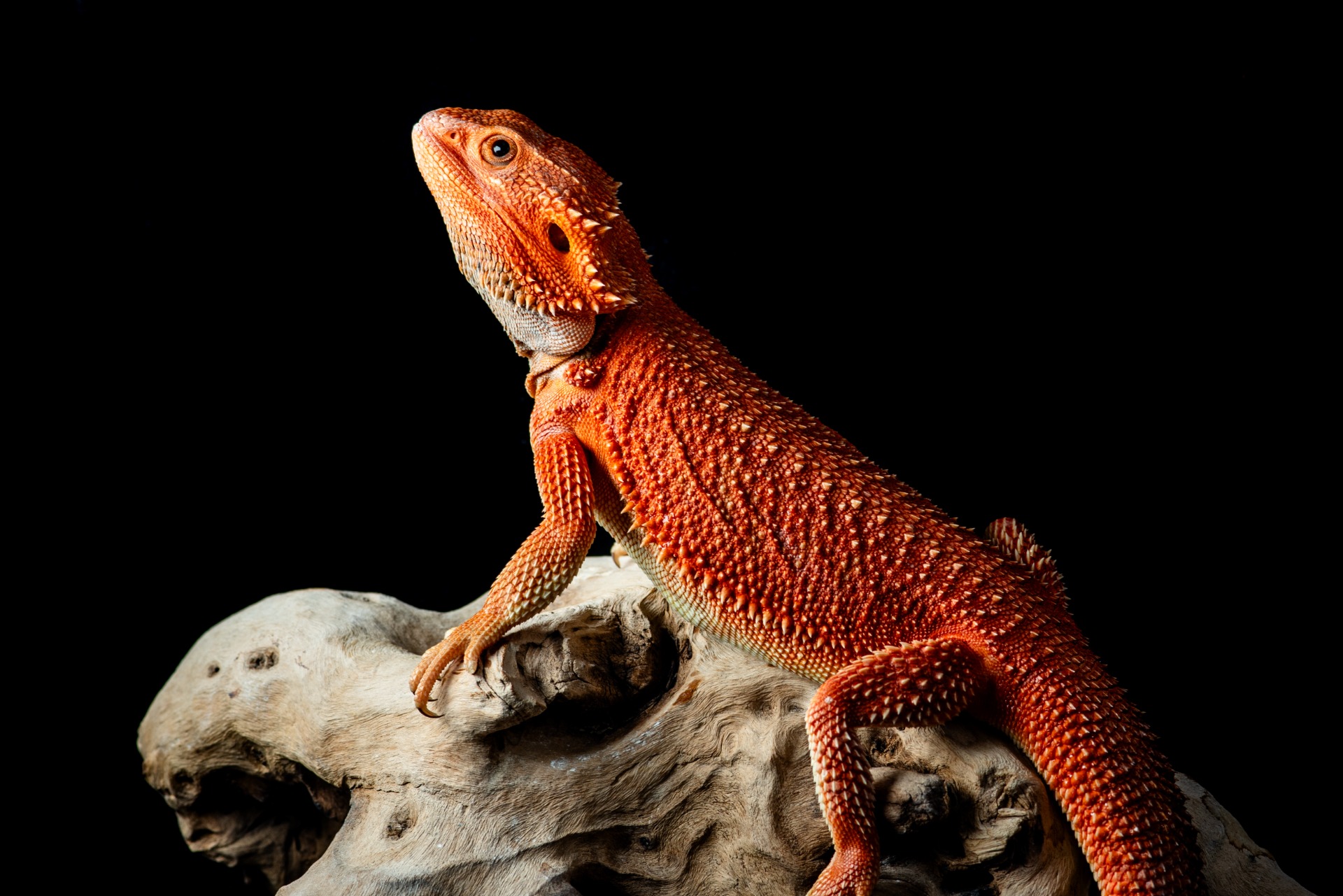 Extreme Red Trans Het Hypo Het Witblits