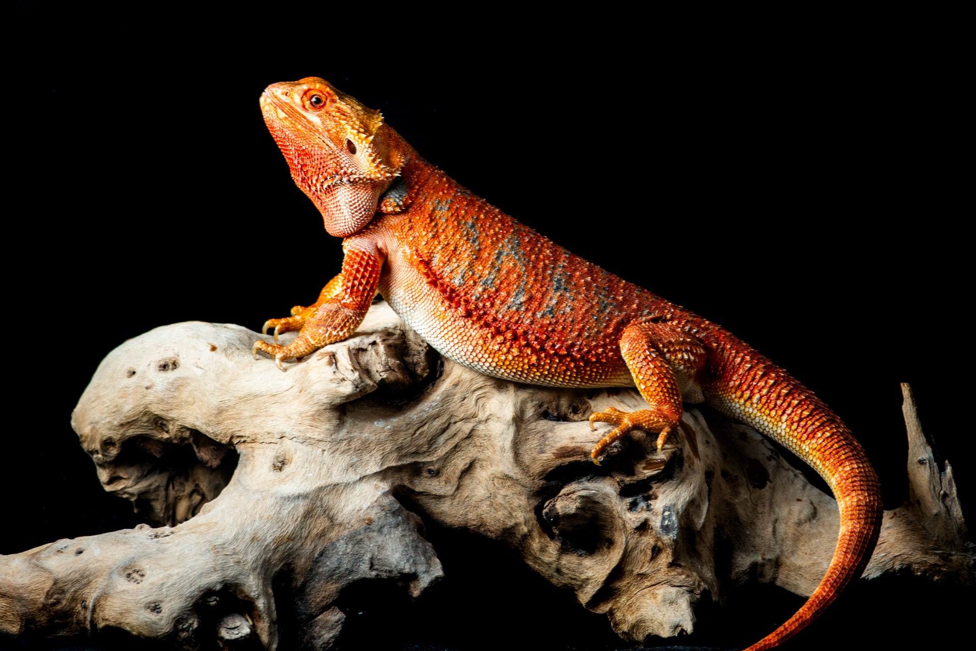 RED & BLUE Hypo Poss Het Trans