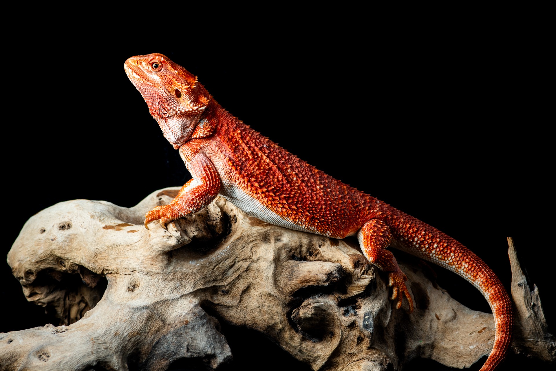 Extreme Red Hypo Het Trans