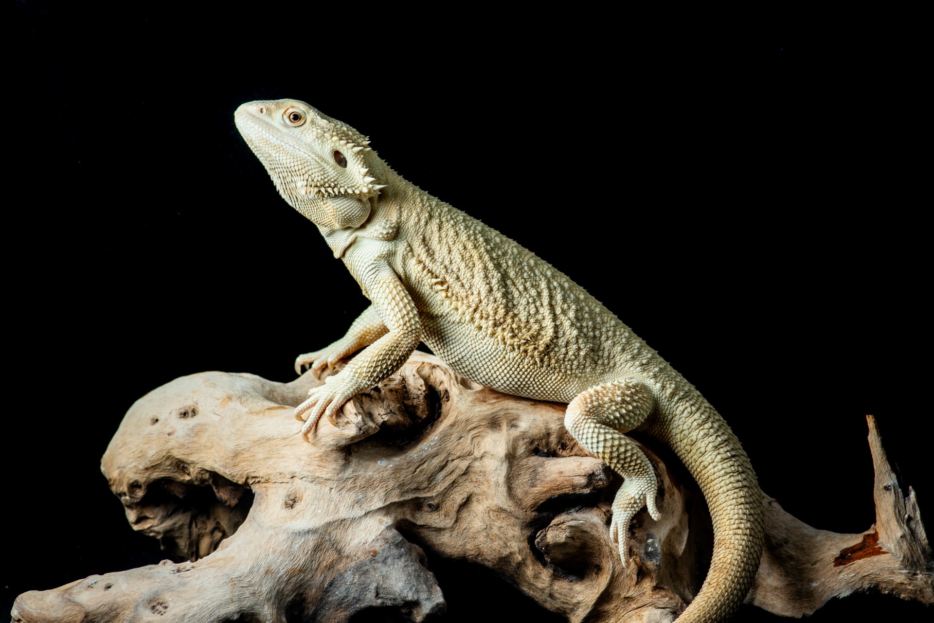 Hypo Zero Het Trans 66% poss. Het Witblits