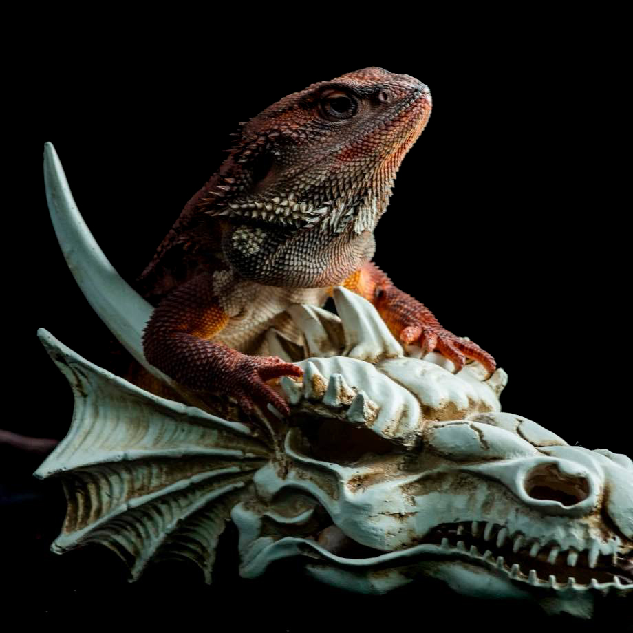 Full Monster Trans 66% Poss Het Hypo Leatherback