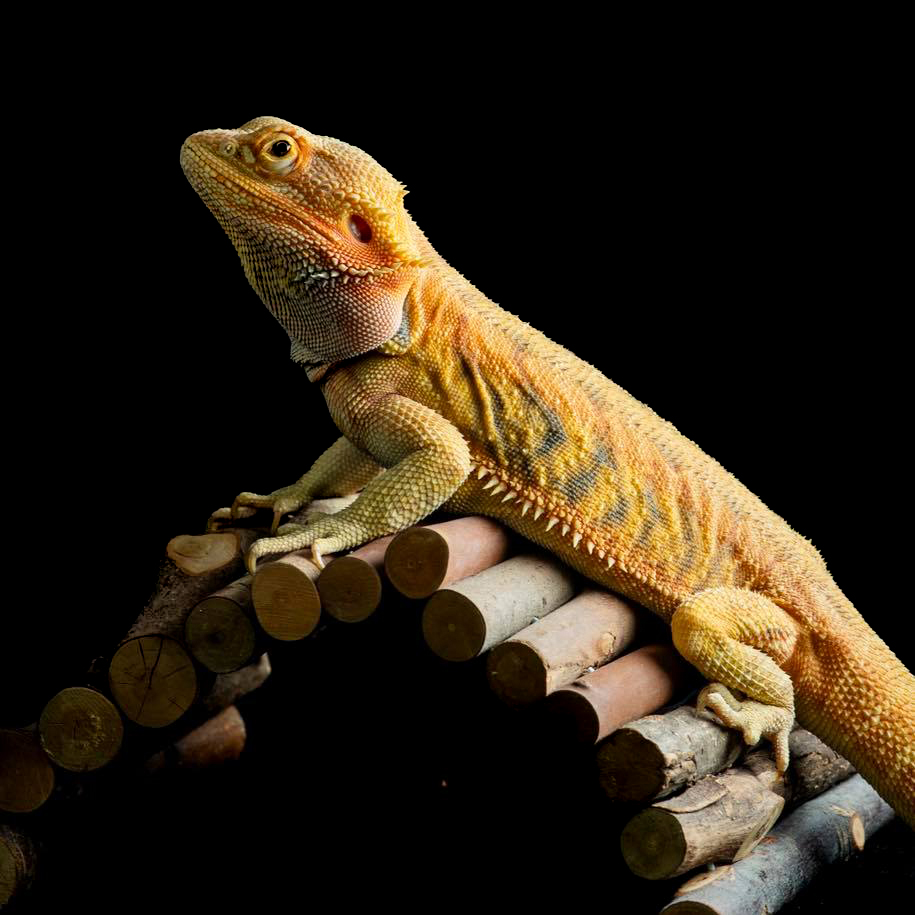 Zachráněný - nejspíš Hypo trans Leatherback