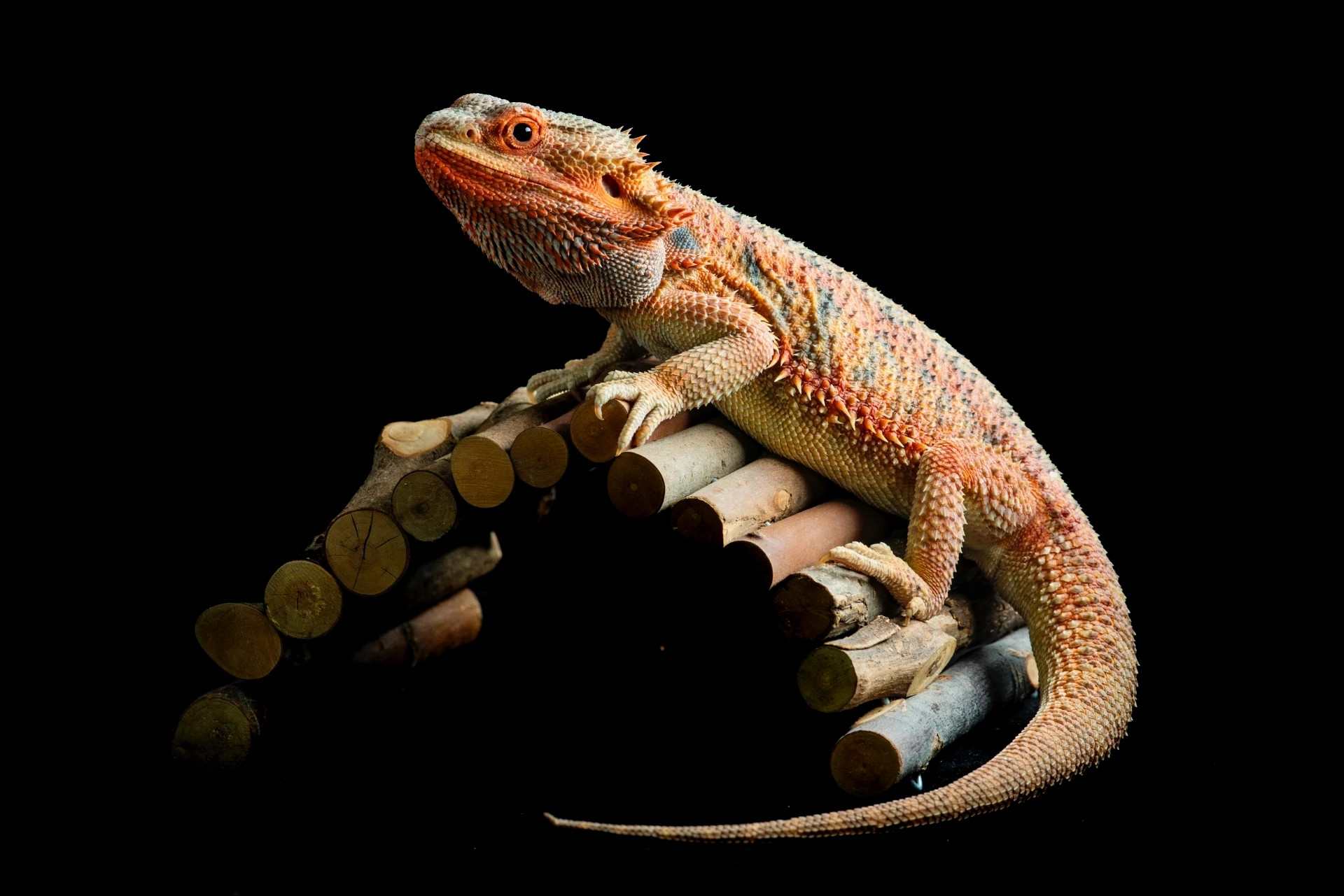 Hypo trans Low Expression Paradox