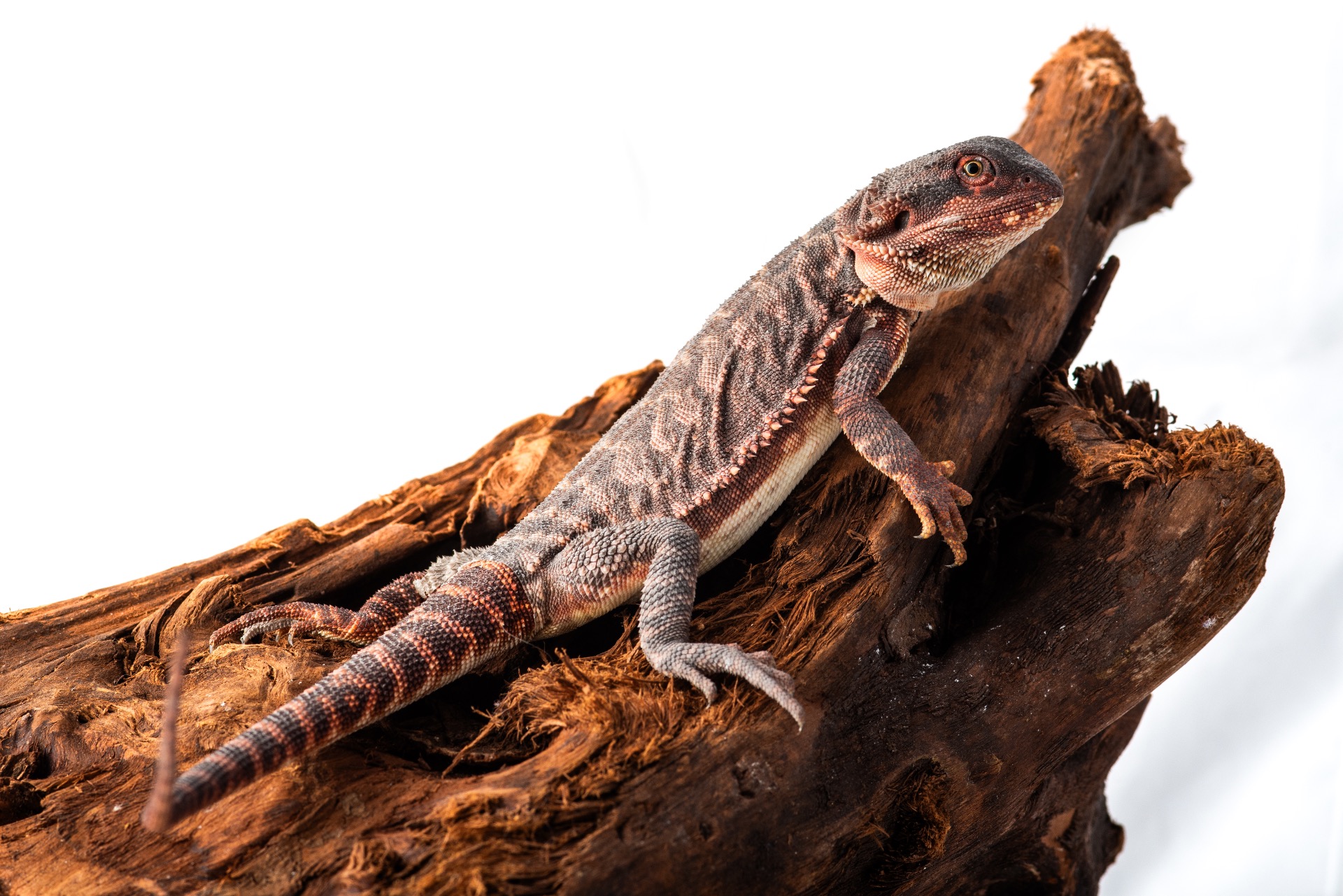 75% Dark Red Monster Het Hypo 66% poss. Het Trans