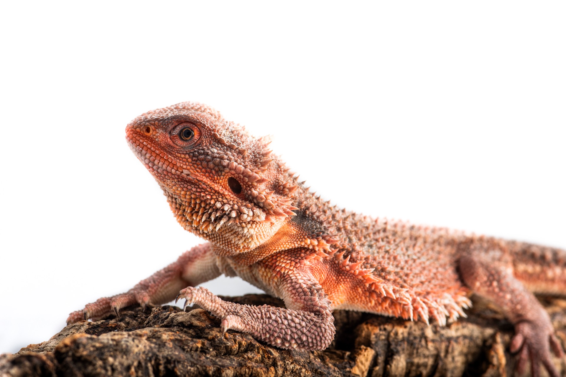 100% Red Monster Dunner Double Het Hypo Trans