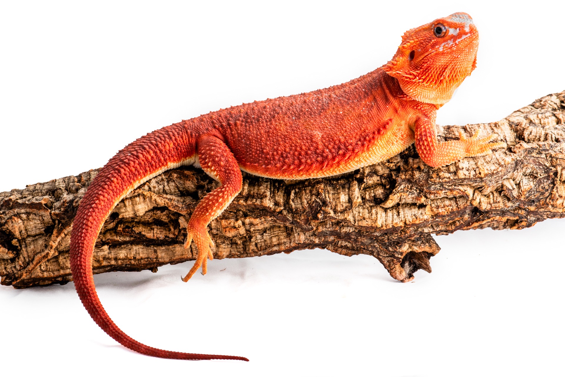 Red Het Hypo Trans Paradox