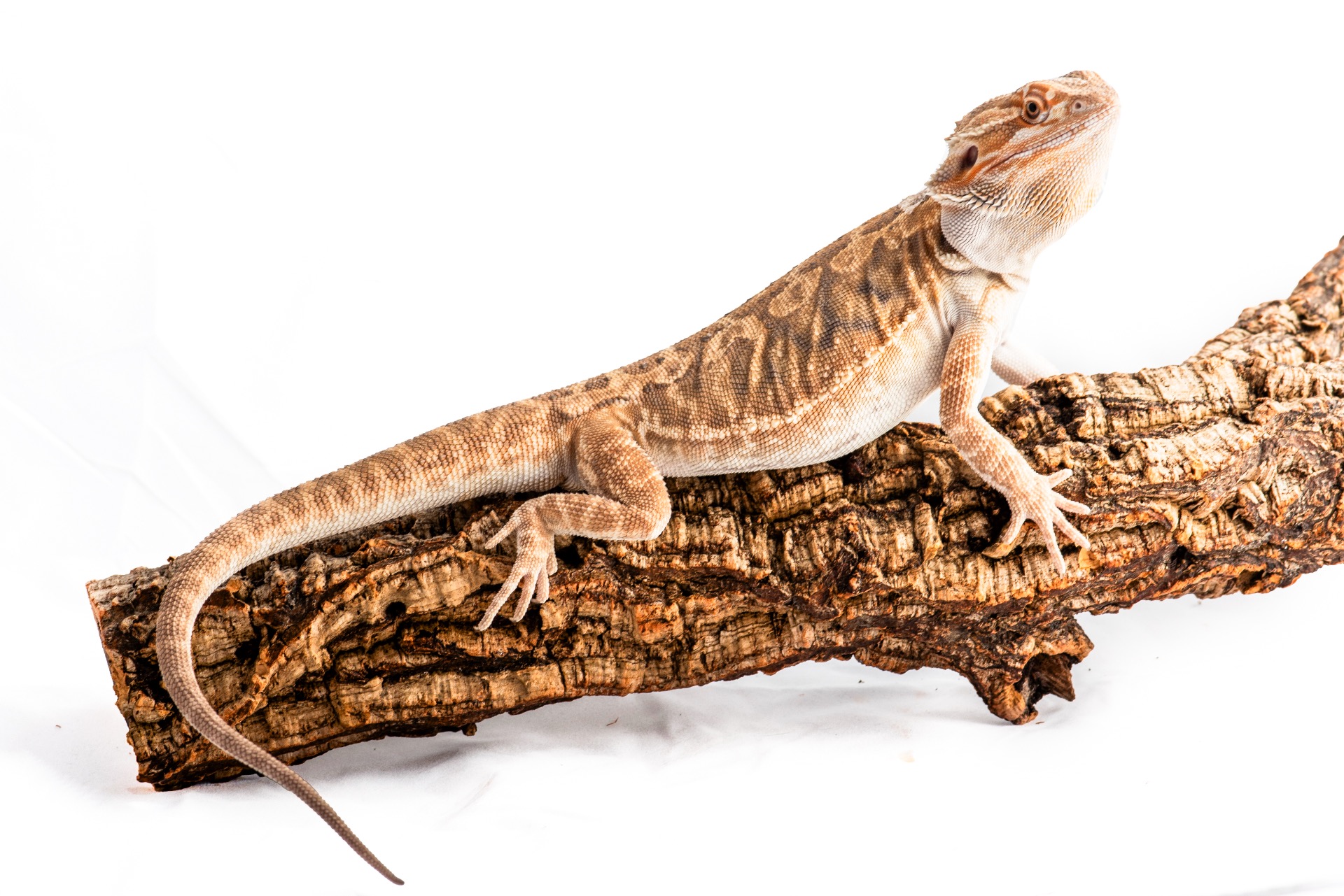 Het Zero Het Hypo Poss Het Trans Leatherback