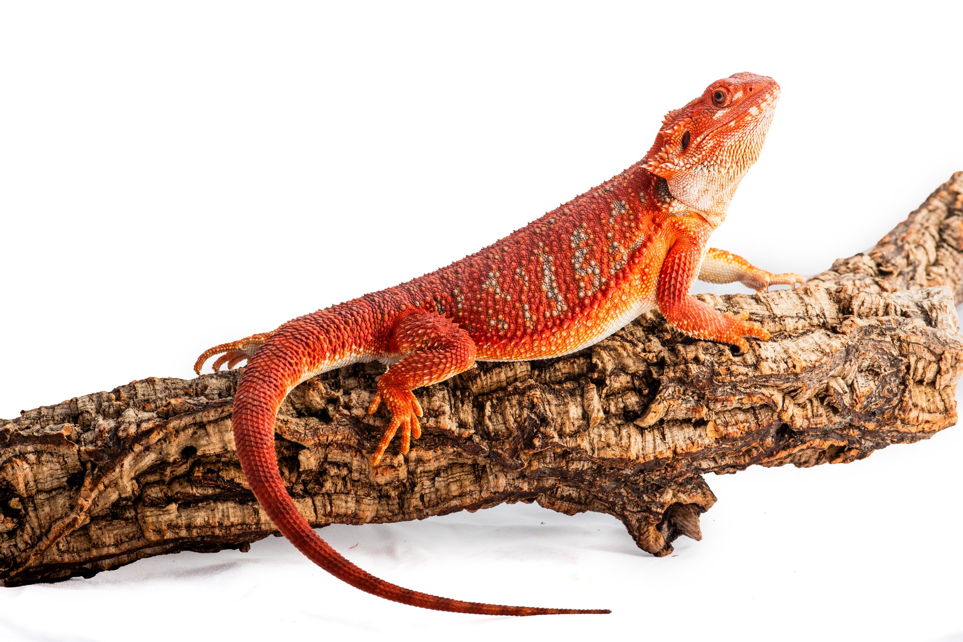 Half Monster Double Het Hypo Trans