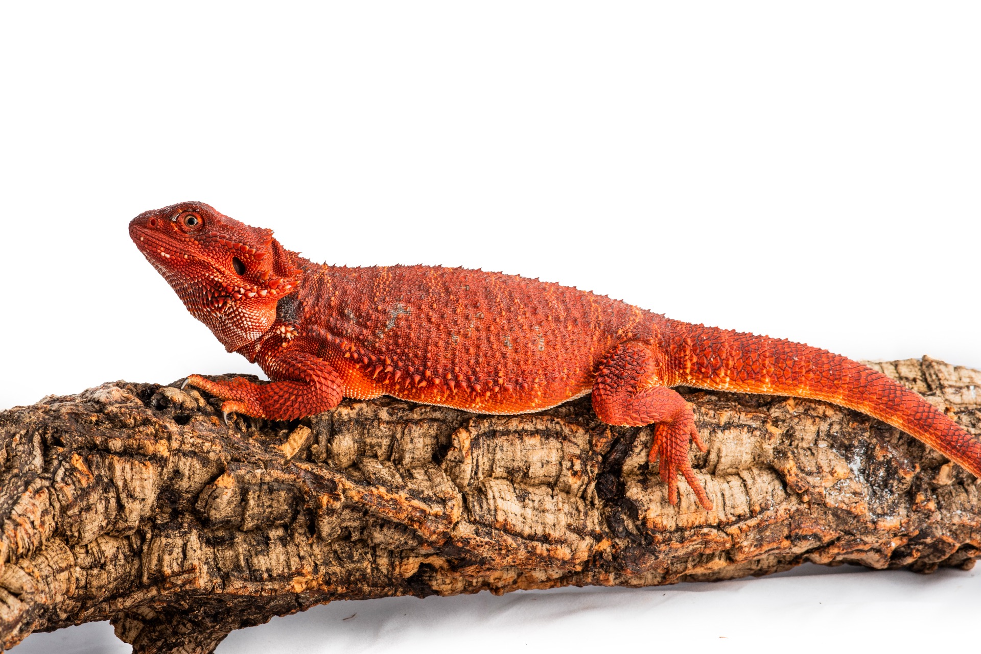 100% Red Monster Double Het Hypo Trans