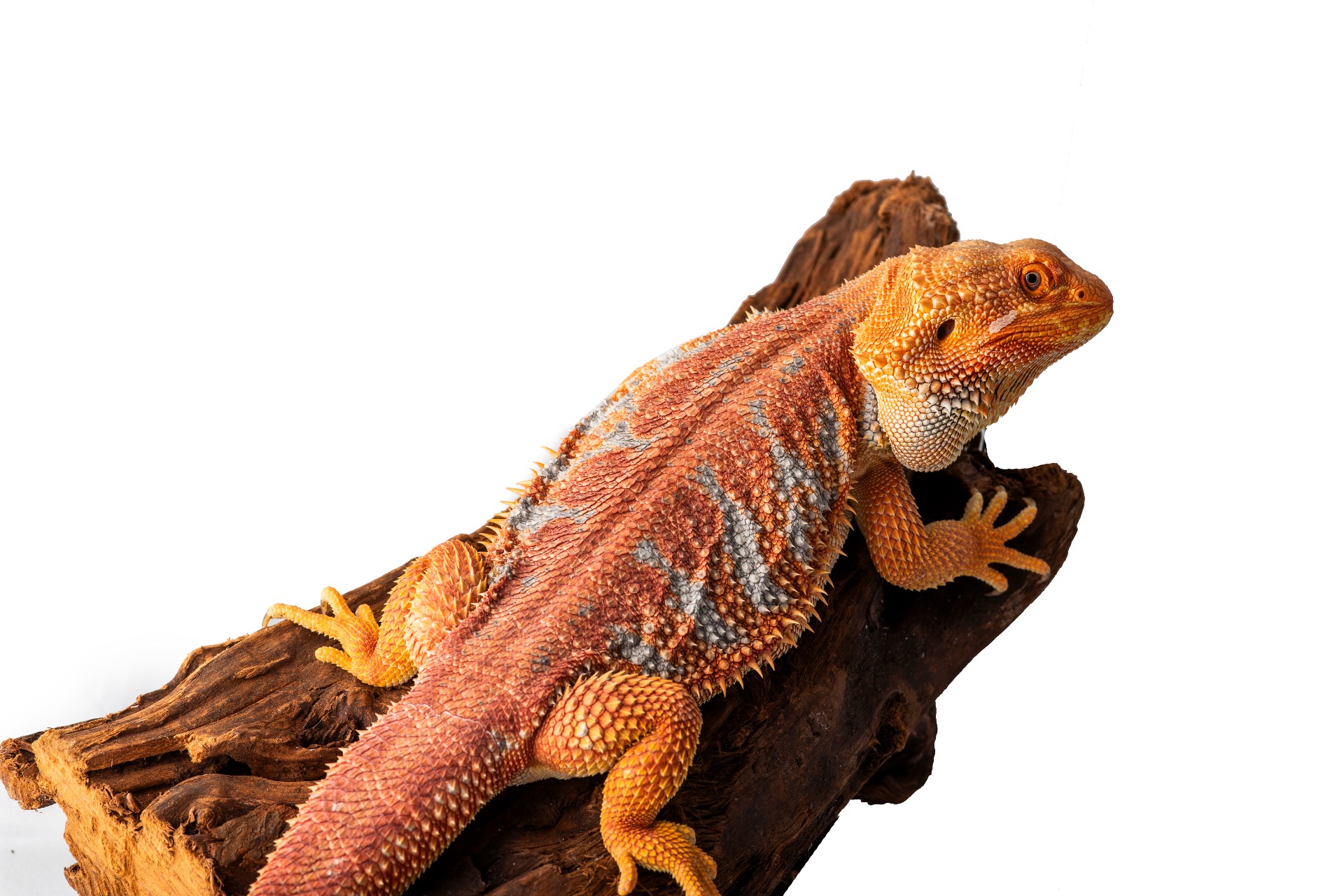 Red Hypo Hight Blue Tiger 50% Het Trans